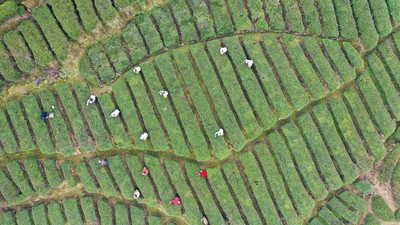Keseruan Panen Pucuk Teh Pertama Musim Semi di China