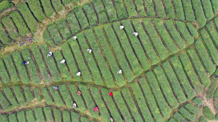 YICHANG, CHINA - MARCH 1, 2023 - Farmers pick early spring tea buds at the Three Gorges Morning Tea Base in Yiling District, Yichang City, Hubei Province, China, March 1, 2023. (Photo credit should read CFOTO/Future Publishing via Getty Images)