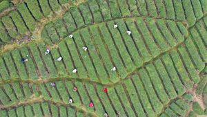 Keseruan Panen Pucuk Teh Pertama Musim Semi di China
