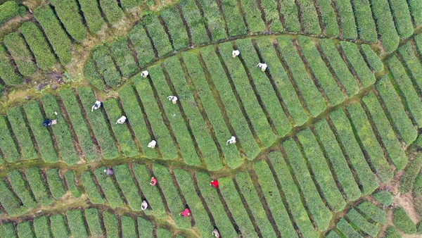 Sejumlah petani terlihat sibuk memanen pucuk teh pertama di musim semi, Kamis (2/3/2023).