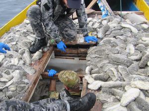 Australia Sita 250 Kilogram Teripang, Diduga dari Kapal Penangkap Ikan Milik Indonesia