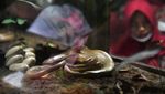Belajar Mengenal Fauna di Museum Zoologi Bogor