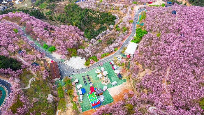 Bunga Sakura Bermekaran di China, Indahnya Kebangetan! SANMING, CHINA - FEBRUARY 24: Aerial view of cherry flowers in full bloom at a cherry blossom garden on February 24, 2023 in Sanming, Fujian Province of China. (Photo by VCG/VCG via Getty Images)