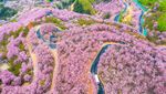 Bunga Sakura Bermekaran di China, Indahnya Kebangetan!