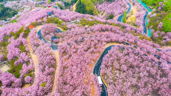 Pemandangan udara bunga sakura yang mekar penuh di taman bunga sakura di Sanming, Provinsi Fujian, China, Rabu (1/3/2023).  