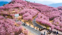 Saat musim semi, bunga sakura pun bermekaran dengan cantiknya.