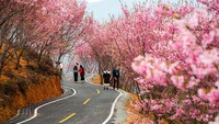 Pengunjung bisa berjalan santai dengan pemandangan pohon sakura.