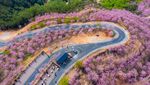 Bunga Sakura Bermekaran di China, Indahnya Kebangetan!