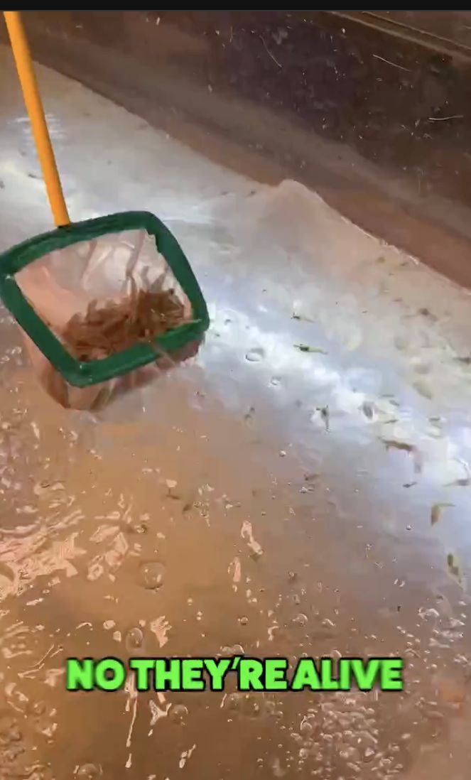 Cicip Salad Udang Hidup di Thailand, Reaksi Bule Ini Jadi Sorotan