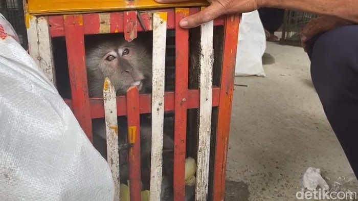 Foto monyet yang dikaryakan dalam atraksi topeng monyet di Desa Kertosari Madiun