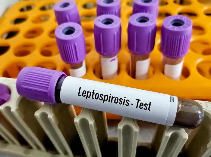 ilustrasi leptospirosis