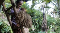 Tradisi dan budaya masih amat kental dalam kehidupan sehari-hari di Kasepuhan Sinar Resmi. Termasuk, yang berkaitan dengan padi.