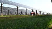 Seorang petani membuahi ladang gandum di bawah panel fotovoltaik di pertanian agrivoltaik di Liaocheng, Provinsi Shandong, China, Rabu (1/3/2023).