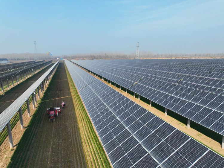 Menanam Gandum di Bawah Panel Surya