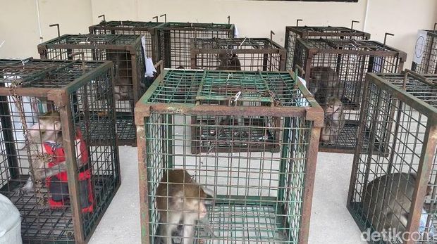 Monyet bekas pertujukan topeng monyet yang diamankan dari Desa Kertosari, Geger, Madiun