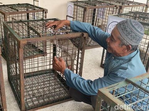 Monyet bekas pertujukan topeng monyet yang diamankan dari Desa Kertosari, Geger, Madiun
