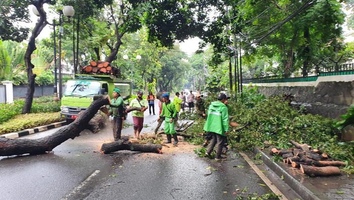 Petugas evakuasi pohon tumbang di Jl Teuku Umar, Jakarta Pusat