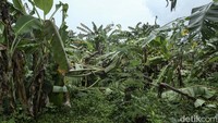 Tanaman pisang warga juga roboh ditiup angin.