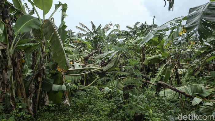 Angin puting beliung menerjang Tambun selatan, Kabupaten Bekasi, Rabu (1/3) kemarin. Akibatnya ratusan rumah rusak disapu angin kencang tersebut.