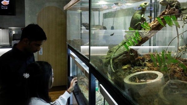 Di sini, pelanggan dapat menikmati secangkir teh panas dan mengamati atau berinteraksi dengan reptil yang ada di kafe tersebut – sebuah kejutan di banyak kafe kucing yang populer di seluruh Asia. Banyak pelanggan tertarik dengan interaktivitas kafe.  Di sini, pelanggan dapat menikmati secangkir teh panas dan mengamati atau berinteraksi dengan reptil yang ada di kafe tersebut – sebuah kejutan di banyak kafe kucing yang populer di seluruh Asia. Banyak pelanggan tertarik dengan interaktivitas kafe. Â