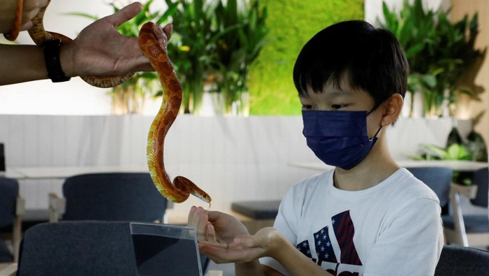 A visitor at Fangs by Dekori cafe, takes a picture with a reptile, at the reptile-themed cafe in Subang Jaya, Malaysia February 18, 2023. REUTERS/Hasnoor Hussain
