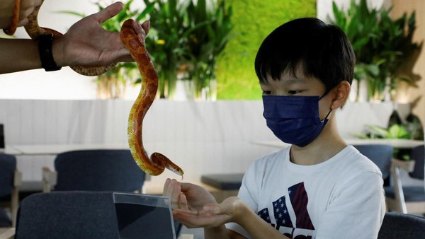 Kafe Fangs yang ramah satwa liar, yang dibuka untuk umum pada bulan Desember, sebagian besar dipenuhi dengan reptil yang dibiakkan atau dikumpulkan oleh pemiliknya yang berusia 20 tahun, Yap Ming Yang, selama bertahun-tahun. Â Kafe Fangs yang ramah satwa liar, yang dibuka untuk umum pada bulan Desember, sebagian besar dipenuhi dengan reptil yang dibiakkan atau dikumpulkan oleh pemiliknya yang berusia 20 tahun, Yap Ming Yang, selama bertahun-tahun. Â