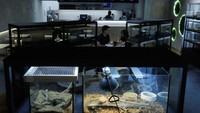 Reptil memainkan peran penting dalam ekosistem apa pun, terkadang bertindak sebagai predator puncak atau memenuhi peran lain dalam rantai makanan satwa liar.  