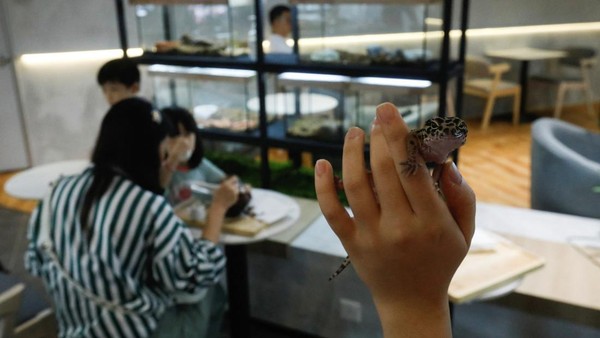 Pemilik kafe Yap mengatakan dia berharap untuk mendorong sikap yang lebih baik terhadap reptil dan hewan lain yang biasanya dianggap tidak menarik.  