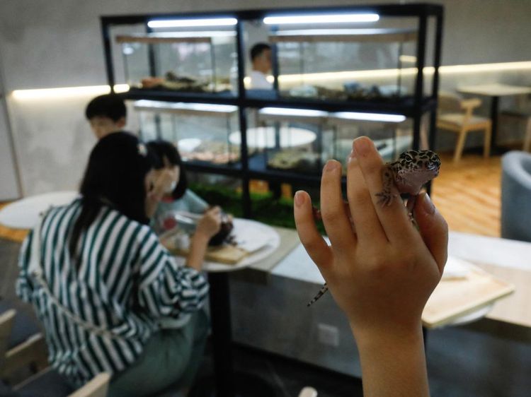 Sensasi Makan Bareng Ular dan Kadal di Kafe Reptil Malaysia