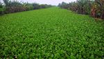 Duh... Sungai di Kudus Dipenuhi Eceng Gondok