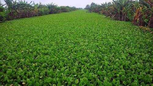 Kondisi Sungai Jratun yang dipenuhi tumbuhan Eceng gondok (Eichhornia crassipes) di Desa Payaman, Mejobo, Kudus, Jawa Tengah, Rabu (1/3/2023). Tumbuhan gulma yang hidup mengapung di atas air itu menyebabkan pendangkalan sungai serta mengganggu aliran sungai dan menjadi salah satu penyebab sering terjadinya banjir di kawasan itu. ANTARA FOTO/Yusuf Nugroho/foc.