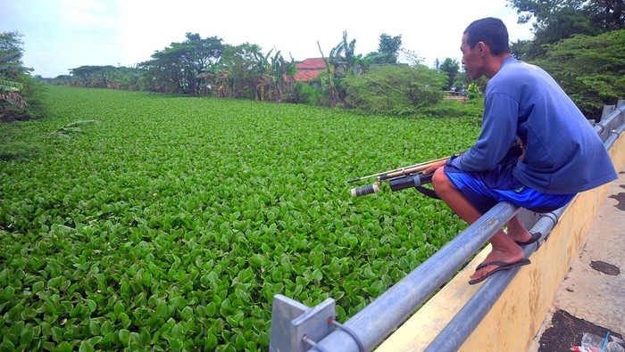 Kondisi Sungai Jratun yang dipenuhi tumbuhan Eceng gondok (Eichhornia crassipes) di Desa Payaman, Mejobo, Kudus, Jawa Tengah, Rabu (1/3/2023). Tumbuhan gulma yang hidup mengapung di atas air itu menyebabkan pendangkalan sungai serta mengganggu aliran sungai dan menjadi salah satu penyebab sering terjadinya banjir di kawasan itu. ANTARA FOTO/Yusuf Nugroho/foc.