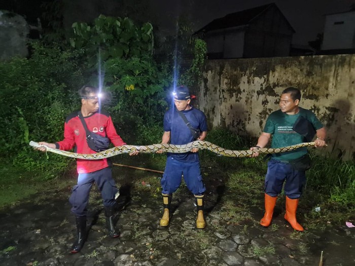 Ular sanca sepanjang sekitar 4 meter dievakuasi di permukiman wilayah Ketandan, Banguntapan, Bantul, Rabu (1/3/2023) malam.