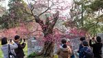 Wow! Pohon Bunga Plum di China Ini Umurnya 600 Tahun
