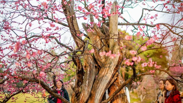 Orang-orang melihat pohon bunga plum di Taman Danau Xuanwum, Nanjing, Provinsi Jiangsu, China, Rabu (1/3/2023).  