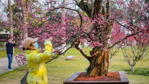Wow! Pohon Bunga Plum di China Ini Umurnya 600 Tahun