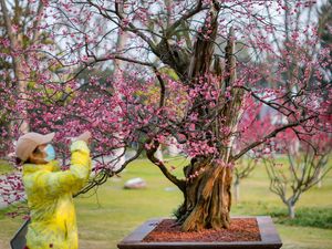 Wow! Pohon Bunga Plum di China Ini Umurnya 600 Tahun