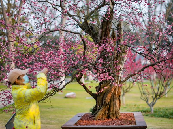 Wow! Pohon Bunga Plum di China Ini Umurnya 600 Tahun