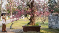 Pohon bunga plum yang ada di Taman Danau Xuanwum ini usianya sudah 600 tahun lho travelers!  