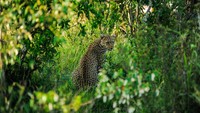 Maasai Mara sebagai suaka margasatwa terbesar di Afrika ini terus terjaga kelestariannya hingga saat ini.