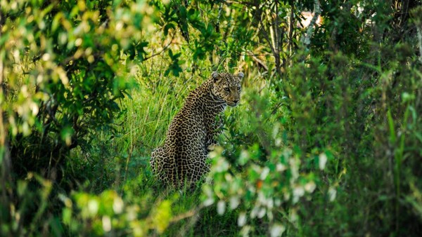 Maasai Mara sebagai suaka margasatwa terbesar di Afrika ini terus terjaga kelestariannya hingga saat ini. Maasai Mara sebagai suaka margasatwa terbesar di Afrika ini terus terjaga kelestariannya hingga saat ini.