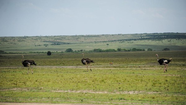 Cagar alam Maasai Mara membentang seluas 1.510 km persegi.