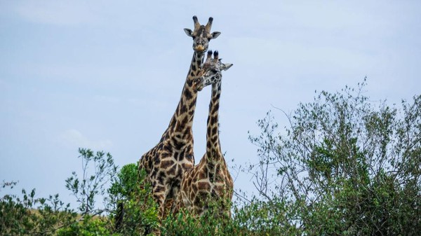 Ancaman seperti perburuan liar, kekeringan, penipisan sumber air hingga perusakan habitat membuat ekosistem tak hanya di Maasai Mara tapi juga seluruh dunia terganggu.