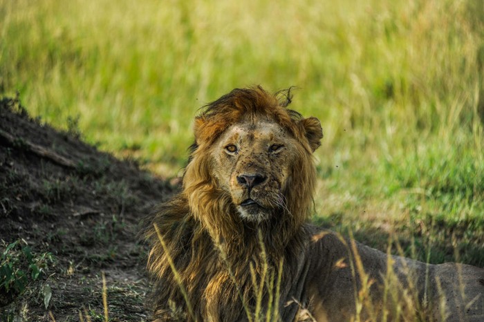KENYA - FEBRUARY 02: A lion is seen ahead of World Wildlife Day in Maasai Mara natural habitat of Kenya on February 02, 2023. Illegal poaching, drought, depletion of water resources and the destruction of their habitats have negatively affected the lives of animals in the Maasai Mara. World Wildlife Day has been celebrated by the United Nations (UN) since 2013 in order to draw attention to wild plant and animal species in the world and to raise awareness about conservation efforts. (Photo by Gerald Anderson/Anadolu Agency via Getty Images)