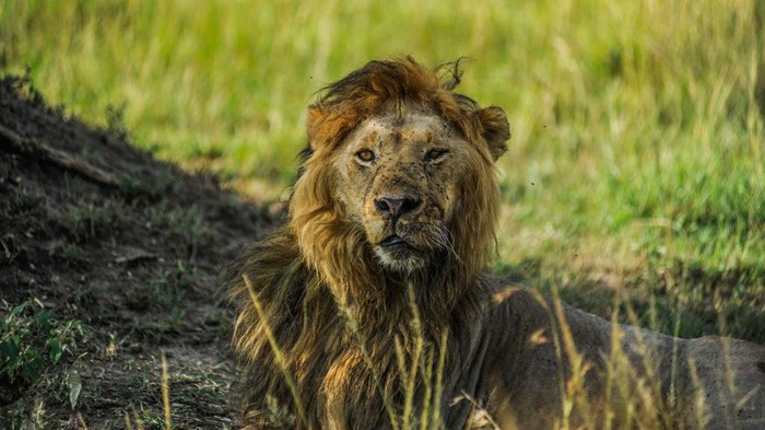 1247662365 KENYA - FEBRUARY 02: A lion is seen ahead of 'World Wildlife Day' in Maasai Mara natural habitat of Kenya on February 02, 2023. Illegal poaching, drought, depletion of water resources and the destruction of their habitats have negatively affected the lives of animals in the Maasai Mara. World Wildlife Day has been celebrated by the United Nations (UN) since 2013 in order to draw attention to wild plant and animal species in the world and to raise awareness about conservation efforts. (Photo by Gerald Anderson/Anadolu Agency via Getty Images)