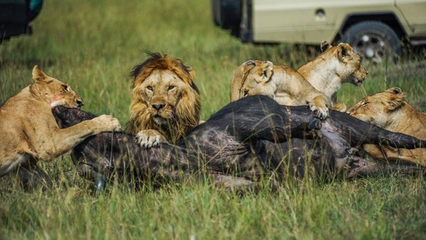 Sekelompok singa tengah menikmati makan siang usai berburu kerbau di taman Maasai Mara, Kenya, Kamis (2/3/2023).