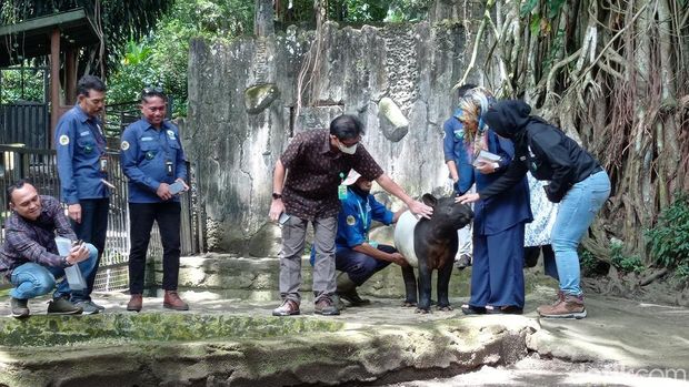 Anak tapir di Kebun Binatang Bandung.