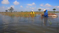 Menurut data BPBD setempat, sebanyak 2.216 hektare sawah di lima kecamatan di wilayah itu terdampak banjir sehingga sebagian petani gagal panen.