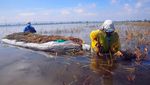 Banjir Kudus Bikin Petani Gagal Panen