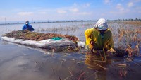 Sementara itu harga gabah di wilayah tersebut turun dari Rp 5.300 per kilogram menjadi harga paling rendah mencapai Rp 2.500 per kilogram akibat kualitas padi yang menurun akibat terendam banjir.